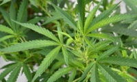 Therapeutic Potential: Cannabinoids and Terpenes in Organic CBD Hemp Flower