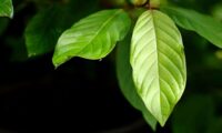 Revealing the Power of Kratom: Enhance Your Energy Levels Safely