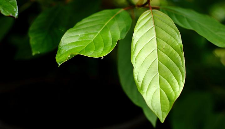 Revealing the Power of Kratom: Enhance Your Energy Levels Safely