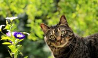 Bloom with Caution: The Hidden Dangers of Common Flowers for Cats