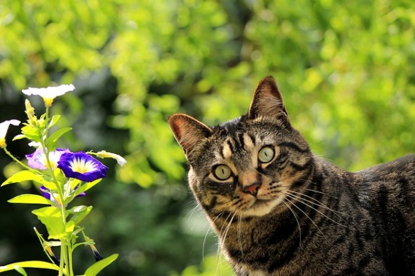 Bloom with Caution: The Hidden Dangers of Common Flowers for Cats